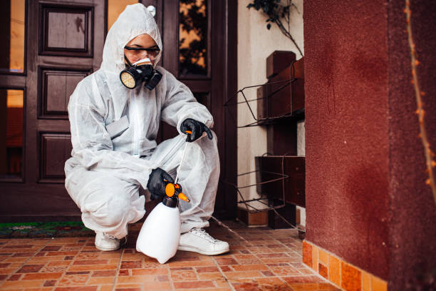 Reliable Wasp Removal contractor in Alexandria Bay, NY by Show Me Pest Control